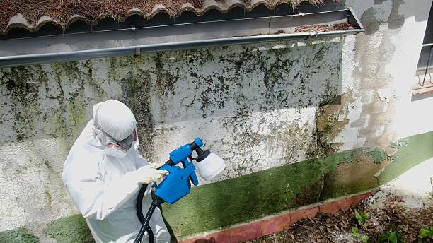 Top rated local Mold Cleanup specialists in Bristow, VA